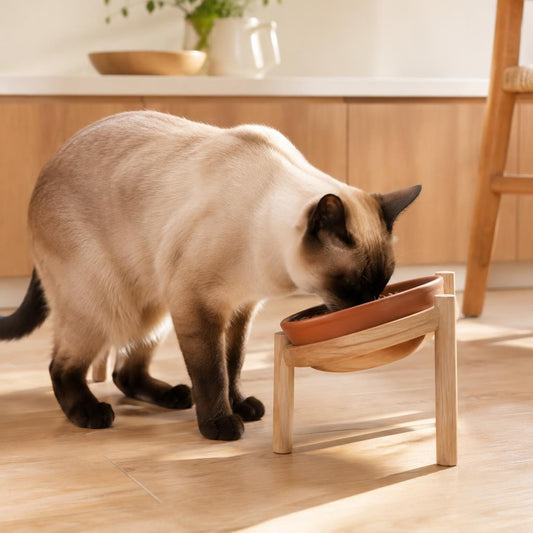 Comedero Terra para gato — en uso — Mora & Bigotes