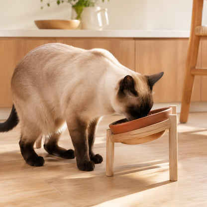 Comedero Terra para gato — en uso — Mora & Bigotes